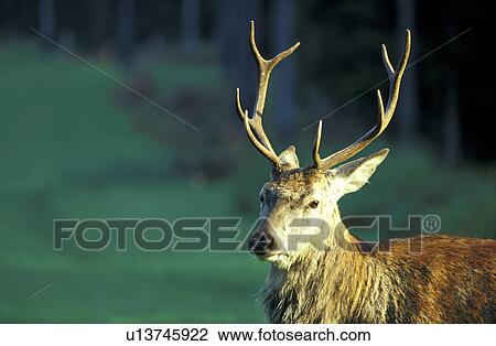 Stock Image - animals, antlers, aichner. Fotosearch