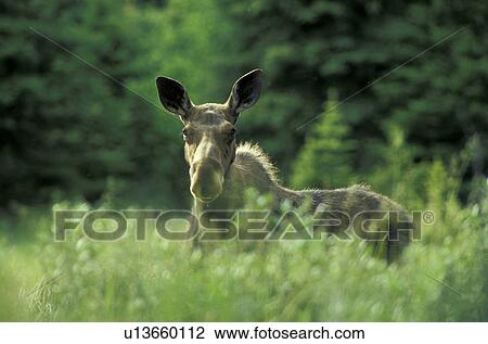 animals, body, alces View Large Photo Image Stock Image - animals, body, alces. Fotosearch