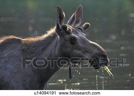 Stock Image - animals, body, alces. Fotosearch
