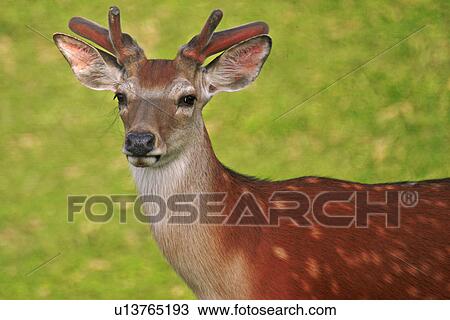 animals, body, antlers, alfred View Large Photo Image Stock Image - animals, body, antlers, alfred. Fotosearch