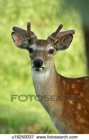 animals, body, antlers, alfred View Large Photo Image Stock Photo - animals, body, antlers, alfred. Fotosearch