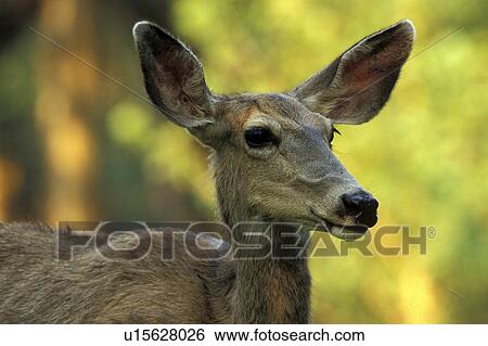 animals, brown, black, amerikahirsch View Large Photo Image Stock Photograph - animals, brown, black, amerikahirsch. Fotosearch