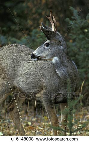 Stock Photo - animals, cervidae, brown, antlers, amerikahirsch. Fotosearch