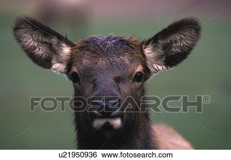 animals, cervidae, canadensis, brown, abenddaemmerung View Large Photo Image Stock Photograph - animals, cervidae, canadensis, brown, abenddaemmerung. Fotosearch
