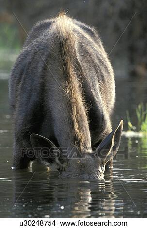 animals, Christian, brown, alces View Large Photo Image Picture - animals, Christian, brown, alces. Fotosearch