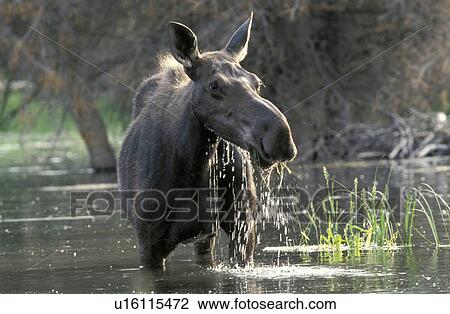 animals, Christian, brown, alces View Large Photo Image Stock Image - animals, Christian, brown, alces. Fotosearch