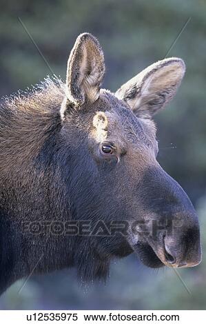 Stock Photography - antler, elk, antlers, elks, elchbulle, deer, alberta. Fotosearch