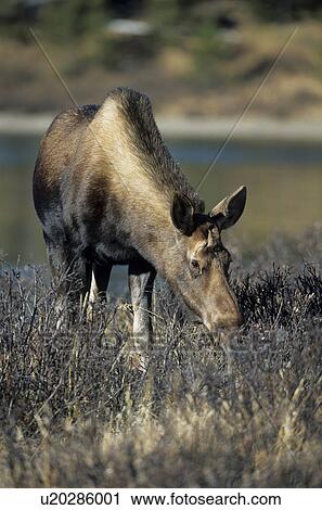 antlers, alberta, moose cow, elks, elk, antler, aesen View Large Photo Image Stock Image - antlers, alberta, moose cow, elks, elk, antler, aesen. Fotosearch