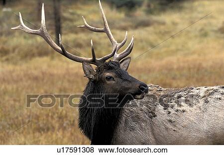 Stock Photo - antlers, body, animals. Fotosearch