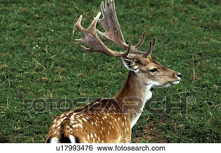 Stock Photograph - antlers, cervidae, brown, back view, animals. Fotosearch