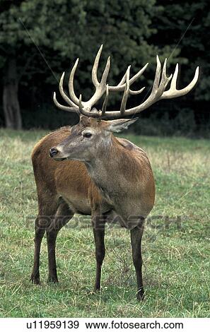 antlers, Christian, cervidae, animals View Large Photo Image Stock Photo - antlers, Christian, cervidae, animals. Fotosearch