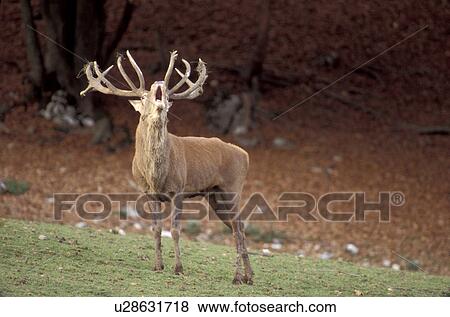 antlers, Christian, cervidae, animals View Large Photo Image Stock Photo - antlers, Christian, cervidae, animals. Fotosearch