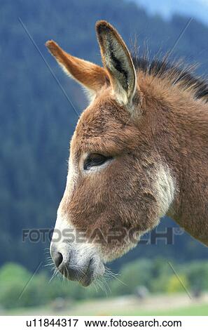 asinus, Christian, animals View Large Photo Image Stock Photo - asinus, Christian, animals. Fotosearch