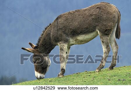 Stock Photo - asinus, Christian, animals. Fotosearch
