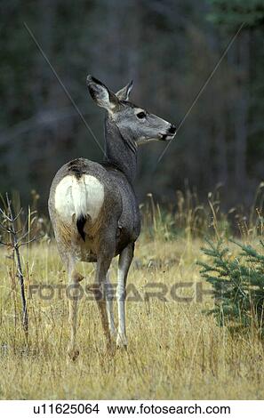back view, cervidae, canadensis, brown, animals View Large Photo Image Picture - back view, cervidae, canadensis, brown, animals. Fotosearch