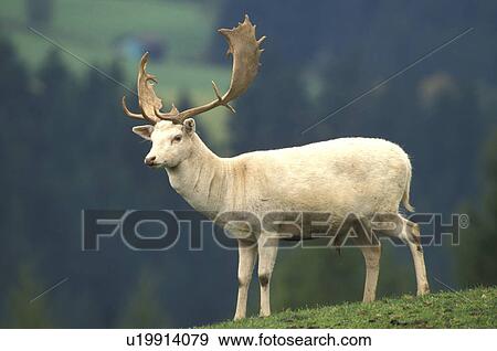 beige, cervidae, brown, animals View Large Photo Image Stock Photo - beige, cervidae, brown, animals. Fotosearch