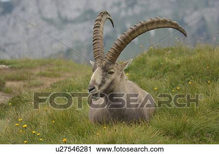 bernese, alpensteinbock, berne, animal, alpine meadow, canton, alpenfauna View Large Photo Image Stock Image - bernese, alpensteinbock, berne, animal, alpine meadow, canton, alpenfauna. Fotosearch