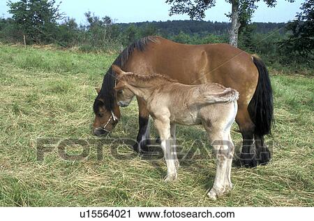 Bernhard, children, child, brown, animals View Large Photo Image Stock Image - Bernhard, children, child, brown, animals. Fotosearch