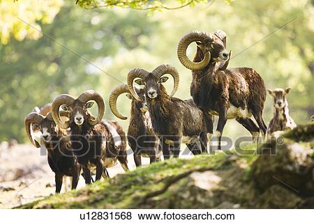 Big horn sheep on mountain side View Large Photo Image Stock Photo - Big horn sheep on mountain side. Fotosearch