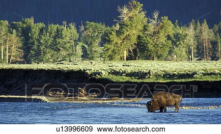 Bison in the water View Large Photo Image Stock Photo - Bison in the water. Fotosearch