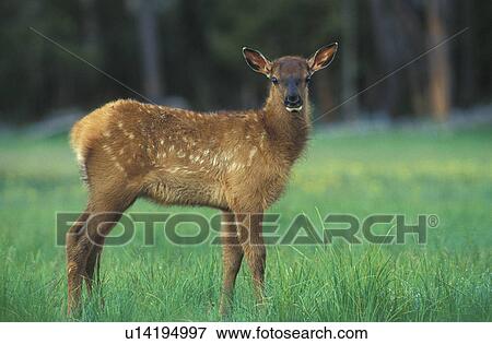 Stock Photo - brown, cervus, cervidae, canadensis, animals. Fotosearch