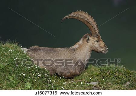 capra, Alps, bernese, berne, animal, cattle, alpenbewohner View Large Photo Image Stock Photograph - capra, Alps, bernese, berne, animal, cattle, alpenbewohner. Fotosearch