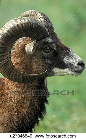 Stock Photo - Close-up of a ram. Fotosearch
