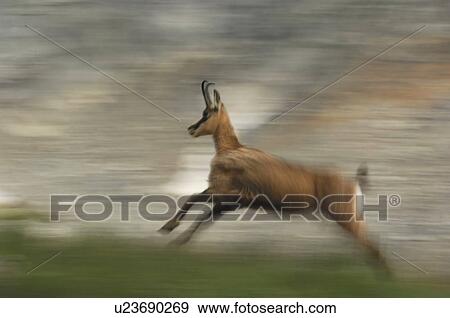 Stock Photo - cornet, alpentier, bernese, antlers, animal, escape, action. Fotosearch