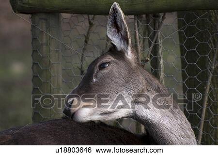 Stock Photograph - decke, angular, animals, coat, ears, forest, frank. Fotosearch