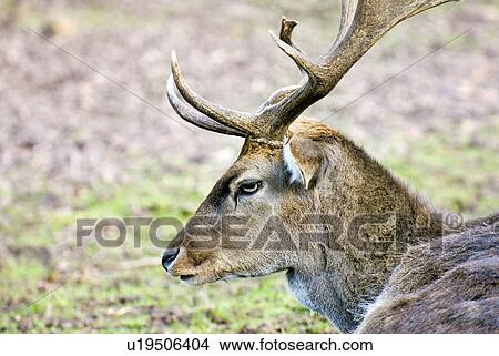 decke, animals, antlers, coat, deer, forest, frank View Large Photo Image Picture - decke, animals, antlers, coat, deer, forest, frank. Fotosearch