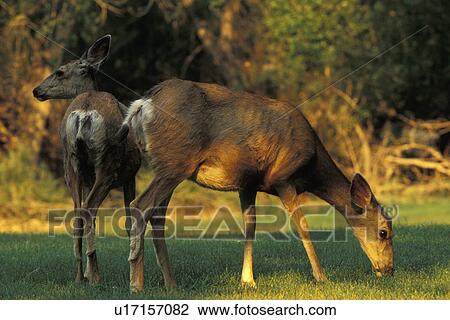 Stock Image - Deer eating at dusk. Fotosearch