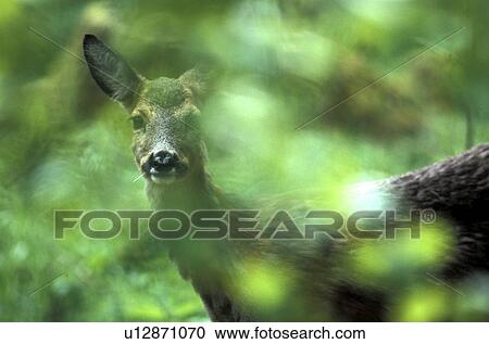 Deer in brush View Large Photo Image Stock Image - Deer in brush . Fotosearch