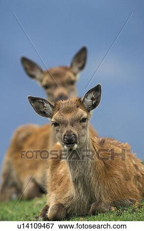 Deer looking at the camera View Large Photo Image Stock Photo - Deer looking at the camera . Fotosearch
