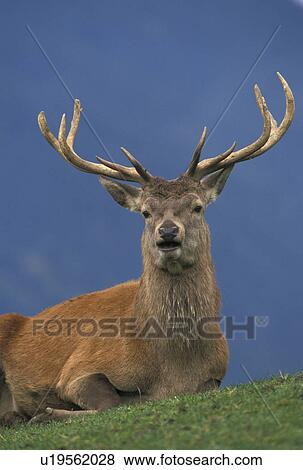 Deer with horns View Large Photo Image Stock Photo - Deer with horns. Fotosearch