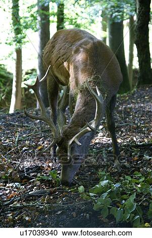 duff, antlers, deer, CH, autumn, eat, animal View Large Photo Image Stock Image - duff, antlers, deer, CH, autumn, eat, animal. Fotosearch