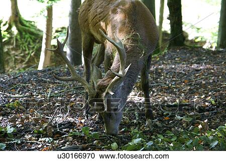 duff, antlers, deer, CH, autumn, eat, animal View Large Photo Image Stock Image - duff, antlers, deer, CH, autumn, eat, animal. Fotosearch