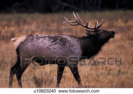 Elk with antlers View Large Photo Image Stock Image - Elk with antlers. Fotosearch