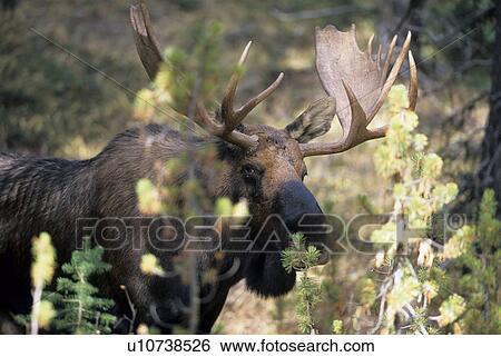 Elk with antlers View Large Photo Image Stock Photograph - Elk with antlers. Fotosearch