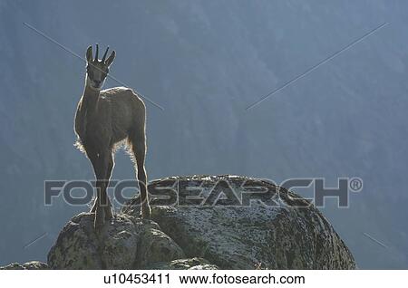 Stock Image - even-toed ungulates, animal, cornet, bernese, antlers, gaemse, alpentier. Fotosearch