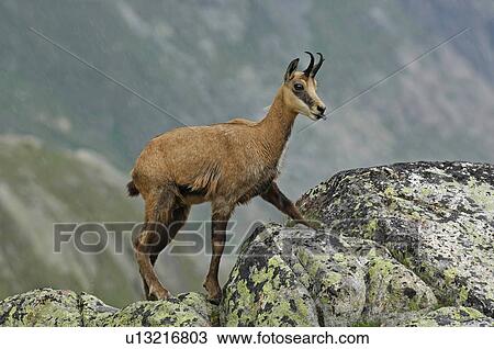 Stock Image - even-toed ungulates, animal, cornet, bernese, antlers, gaemse, alpentier. Fotosearch