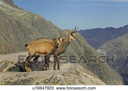 Stock Image - even-toed ungulates, animal, cornet, bernese, antlers, gaemse, alpentier. Fotosearch