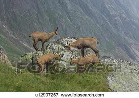 Stock Photo - even-toed ungulates, animal, cornet, bernese, antlers, gaemse, alpentier. Fotosearch