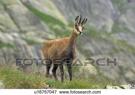 Stock Photo - even-toed ungulates, animal, cornet, bernese, antlers, gaemse, alpentier. Fotosearch
