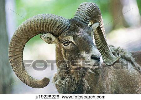 Stock Photograph - Goat with horns. Fotosearch
