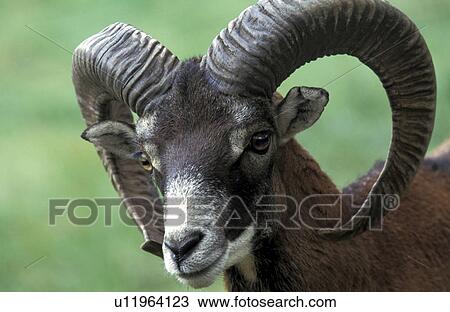 Horned goat View Large Photo Image Stock Image - Horned goat. Fotosearch