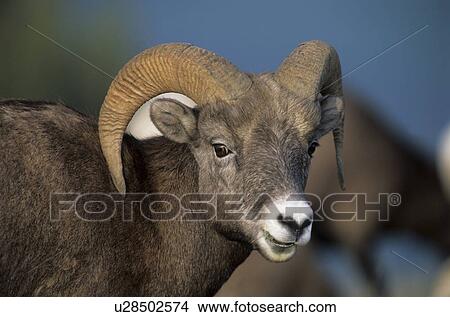 horntraeger, alberta, animal, animal portrait, animals, bergregionen, bighorn View Large Photo Image Picture - horntraeger, alberta, animal, animal portrait, animals, bergregionen, bighorn. Fotosearch