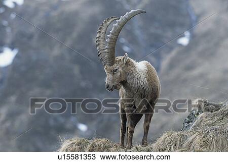 horntraeger, alpenbewohner, alpensteinbock, alpentier, alpine, animal View Large Photo Image Stock Image - horntraeger, alpenbewohner, alpensteinbock, alpentier, alpine, animal. Fotosearch