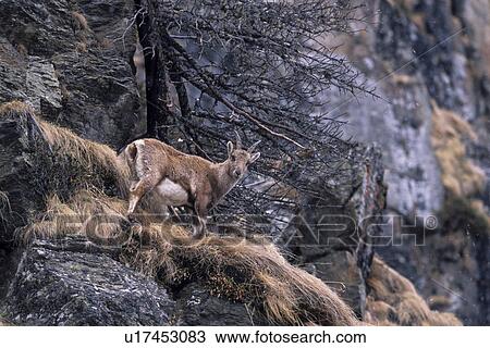 horntraeger, alpenbewohner, alpensteinbock, alpentier, alpine, animal View Large Photo Image Stock Image - horntraeger, alpenbewohner, alpensteinbock, alpentier, alpine, animal. Fotosearch