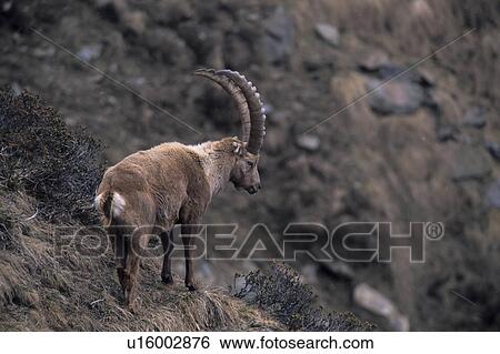 Stock Photograph - horntraeger, alpenbewohner, alpensteinbock, alpentier, alpine, animal. Fotosearch