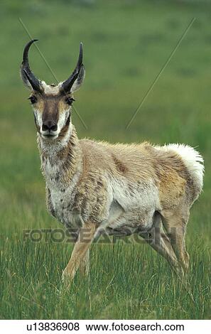 horntraeger, americana, animals, antelope, antilocapra, antilocapridae View Large Photo Image Stock Photo - horntraeger, americana, animals, antelope, antilocapra, antilocapridae. Fotosearch